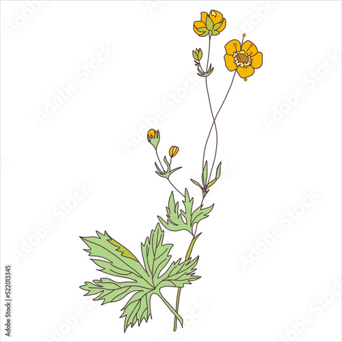 Vector stock illustration of yellow buttercup. Yellow branch of ranunculus herb. Nickname 