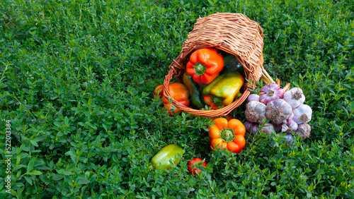Fresh healthy tomatoes and bell peppers lie in baskets on the green grass