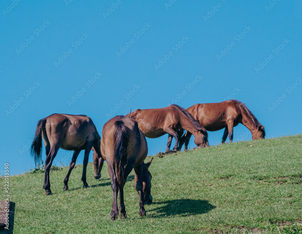 Obraz premium OLYMPUS DIGITAL CAMERA