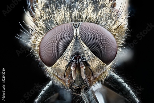 Macro shot of a cluster fly (Pollenia rudis) photo