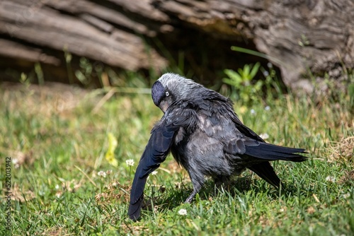 Closeup of a Western jackdaw perched on green grass photo