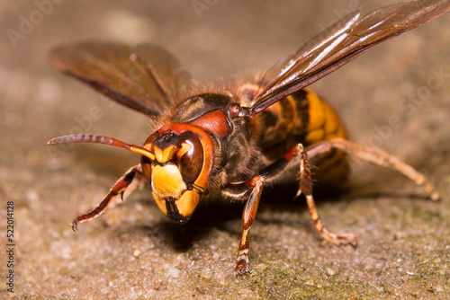 Big yellow hornet searching for food on the dry stream bed