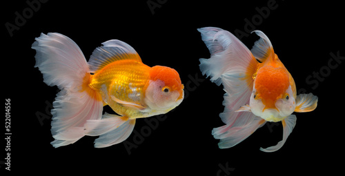 Goldfish Oranda on black background.