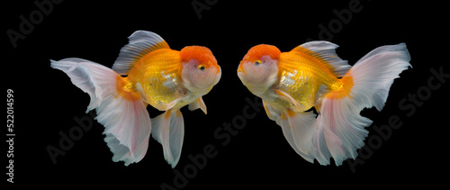 Goldfish Oranda on black background.