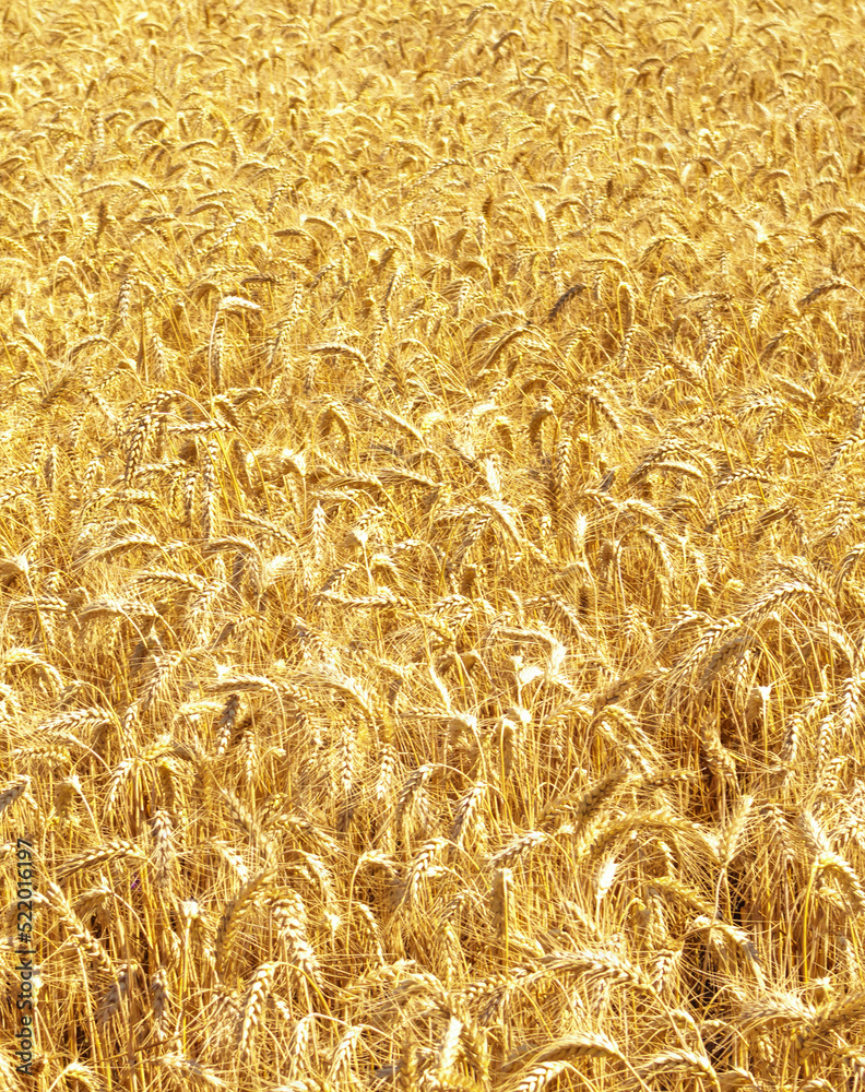 Gold wheat field and blue sky. Crops field. Selective focus Gold wheat field and blue sky. Crops field. Selective focus