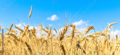 Gold wheat field and blue sky. Crops field. Selective focus