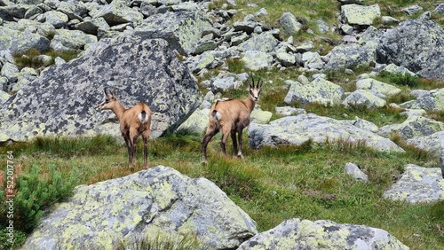 Chamois in the Tatra mountains, Slovakia photo