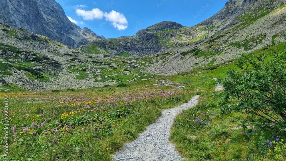 Fototapeta premium Colorful meadow in the Tatra mountains, Slovakia