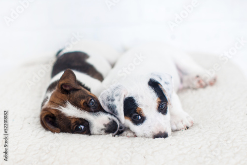 Puppies dogs are lying on a soft white blanket at home