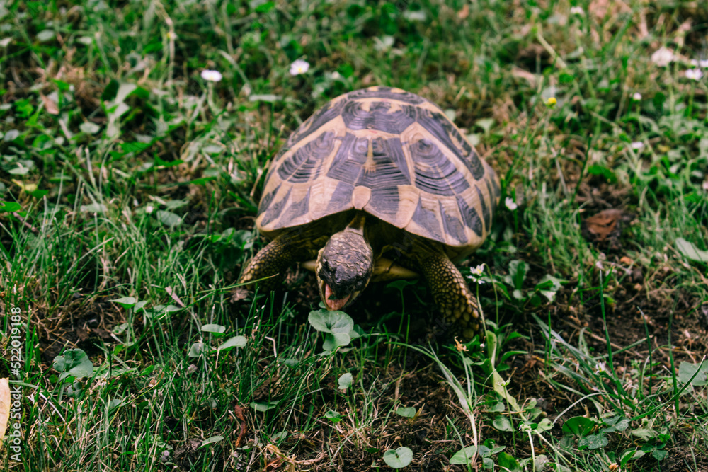 Tortuga pegando un mordisco a la hoja de una planta Tortuga pegando un mordisco a la hoja de una planta