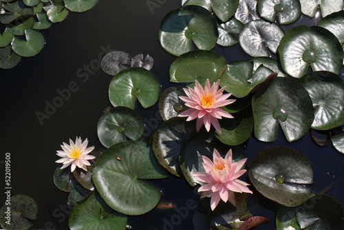 Water lily