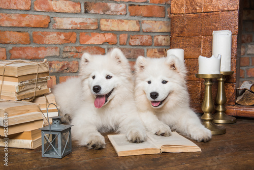 Two White fluffy Samoyed puppies dogs with books