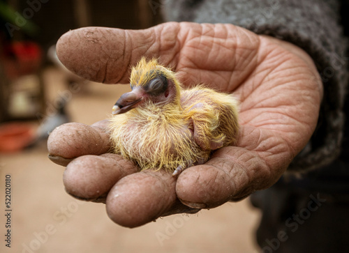 Istanbul, Turkey - April 29, 2022 - man holds baby pigeon in his hand.