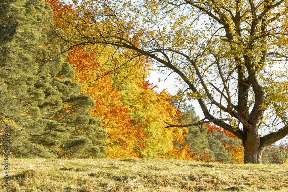 autumn trees in the Woods