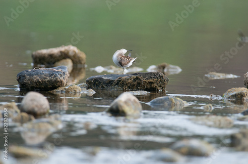 Least Sandpiper preening feathers standing on a rock