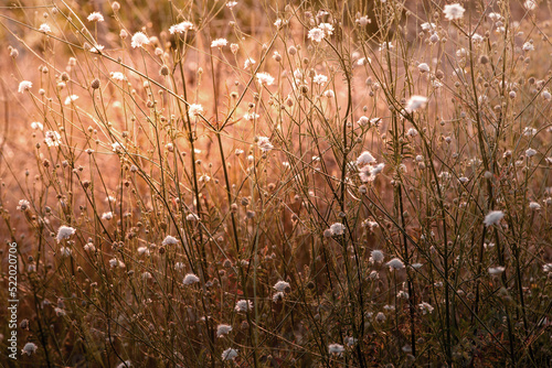 White cephalaria leucantha, Meadow. morning sunlight sunrise Wild flowers and plants sunset, Autumn field sunset background wallpaper bushgrass Giant scabious warm photo