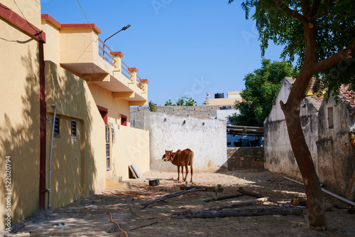 Cows in a tranquil Indian town Narayan Sarovar Gujarat