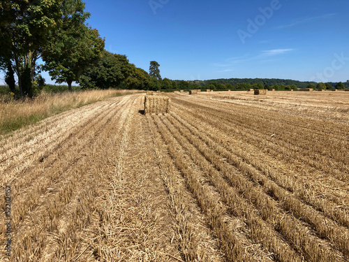 Agricultural landscape, field with traditional hay bales after harvest
