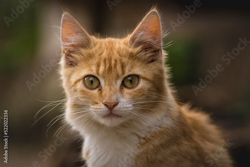 red Cat with kind green eyes, Little  kitten. Portrait cute ginger. happy adorable cat, Beautiful fluffy red orange outdoors portrait close up British Shorthair  big paws Looking Camera © Victoria Moloman