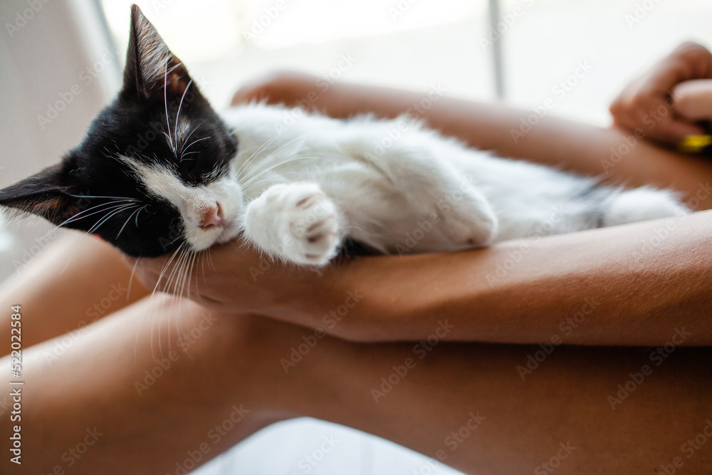 the kitten lies on female feet, and it is stroked by a woman