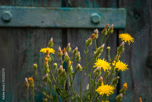 Yellow flowering Sonchus arvensis or Field Sowthistle.old wooden gate painted turquoise background photo