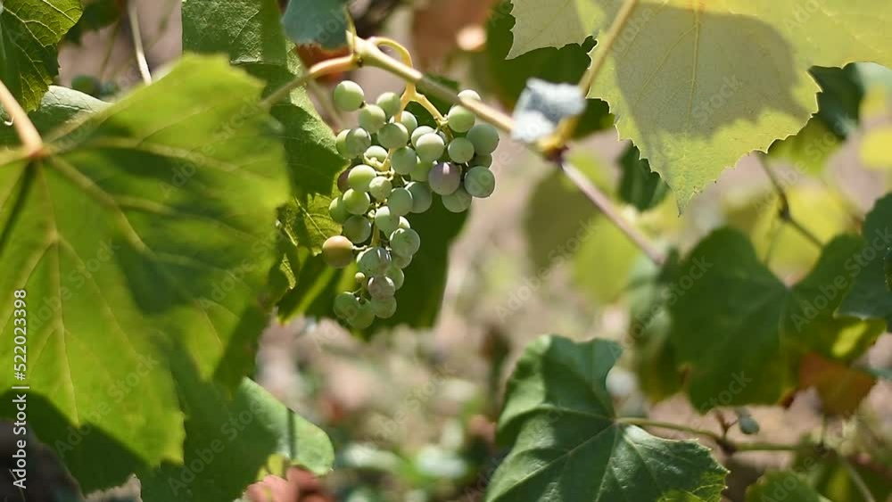 Beautiful fresh grapes growing under the summer light Beautiful fresh grapes growing under the summer light