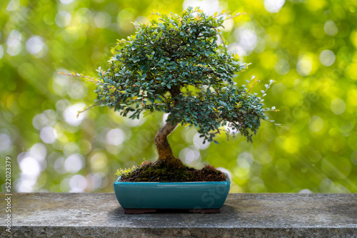 bonsai tree on stone table and green white  blurred bokeh