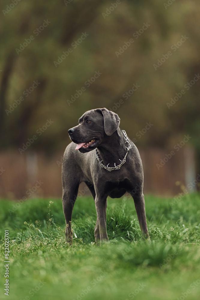 Standing on the green grass. Portrait of dog with short black fur that is having a walk outdoors at summertime Standing on the green grass. Portrait of dog with short black fur that is having a walk outdoors at summertime