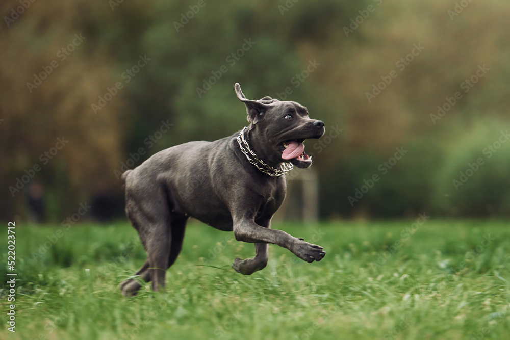 Running on the grass. Portrait of dog with short black fur that is having a walk outdoors at summertime