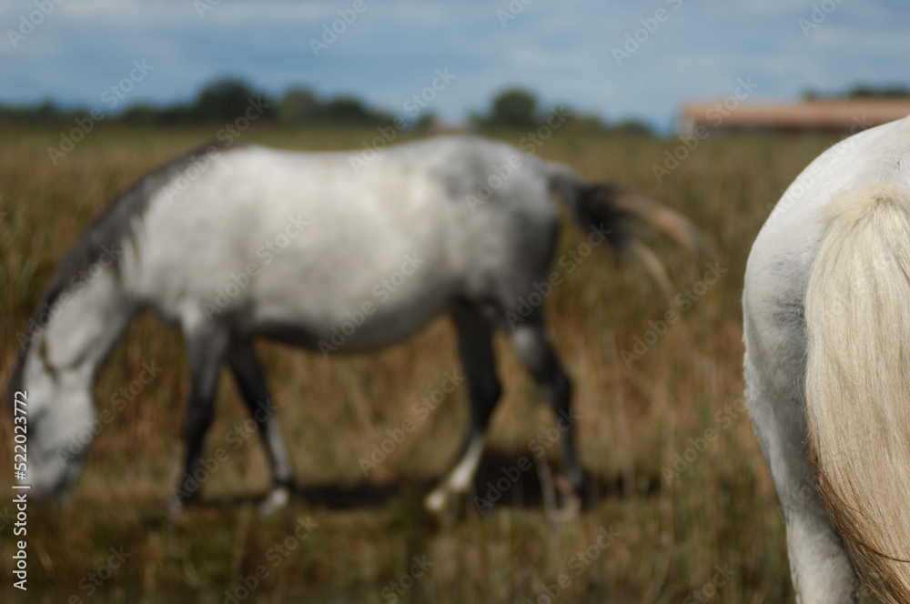 Fototapeta premium Chevaux Camarguais Provence