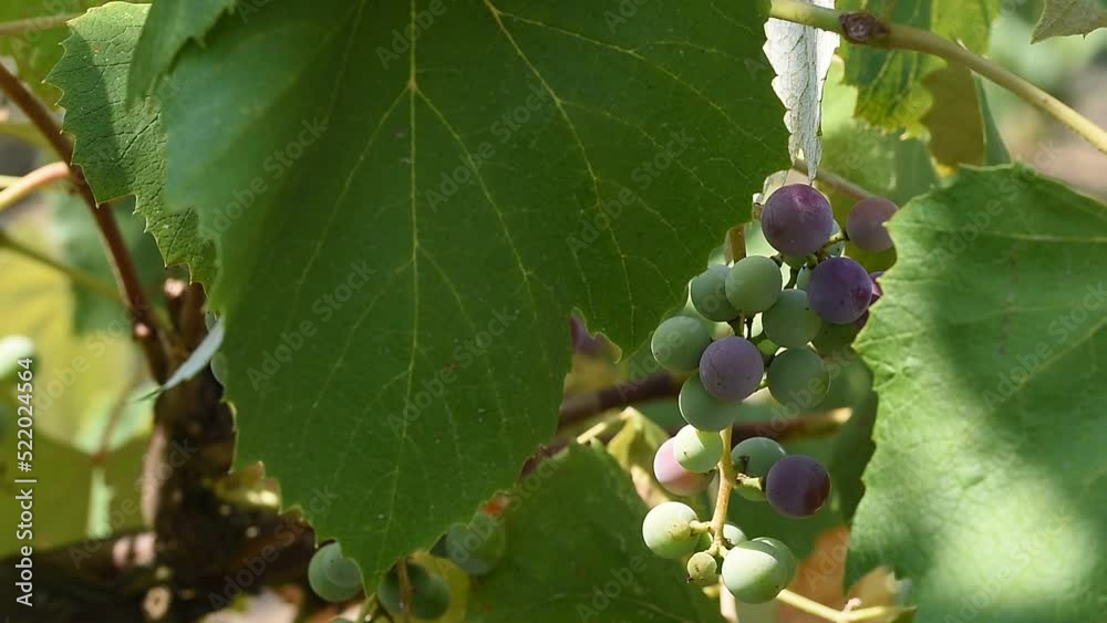 Beautiful fresh grapes growing under the summer light Beautiful fresh grapes growing under the summer light