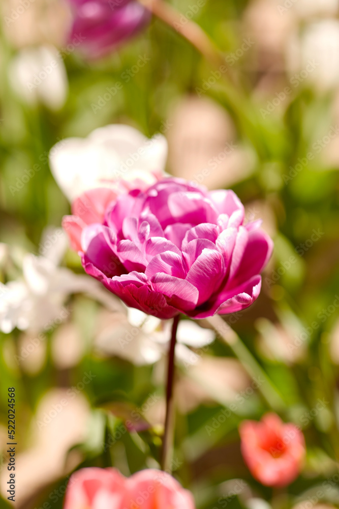 gardening, botany and nature concept - close up of beautiful tulip flowers at summer garden gardening, botany and nature concept - close up of beautiful tulip flowers at summer garden