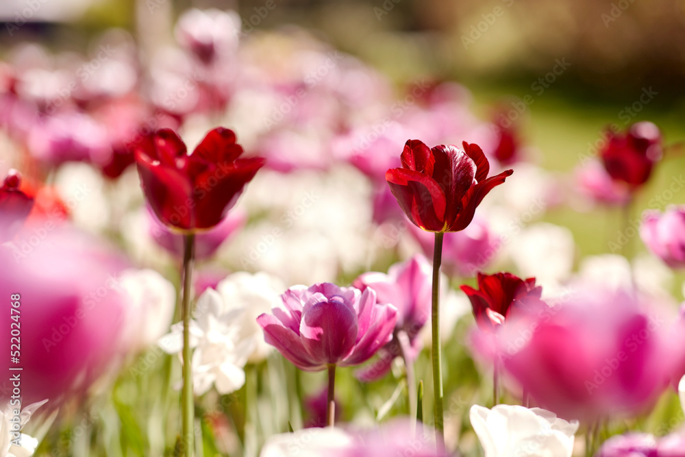 gardening, botany and nature concept - close up of beautiful tulip flowers at summer garden gardening, botany and nature concept - close up of beautiful tulip flowers at summer garden