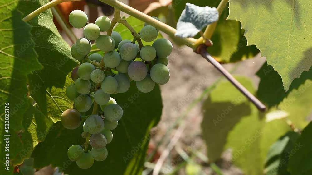 Beautiful fresh grapes growing under the summer light Beautiful fresh grapes growing under the summer light