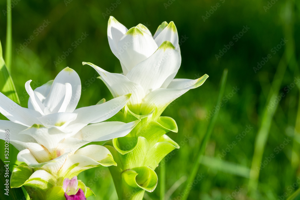 Fototapeta premium Photo of white Curcuma alismatifolia or siam tulip flower blossom in Thailand