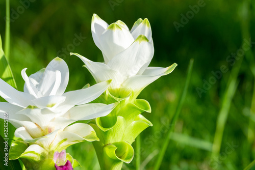 Photo of white Curcuma alismatifolia or siam tulip flower blossom in Thailand photo