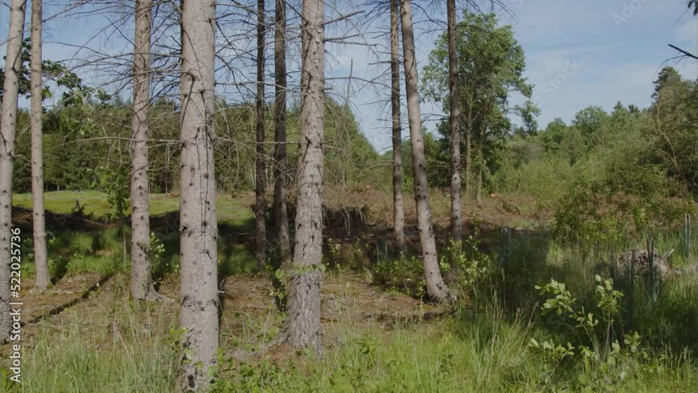 pan across pine forest in summer pan across pine forest in summer