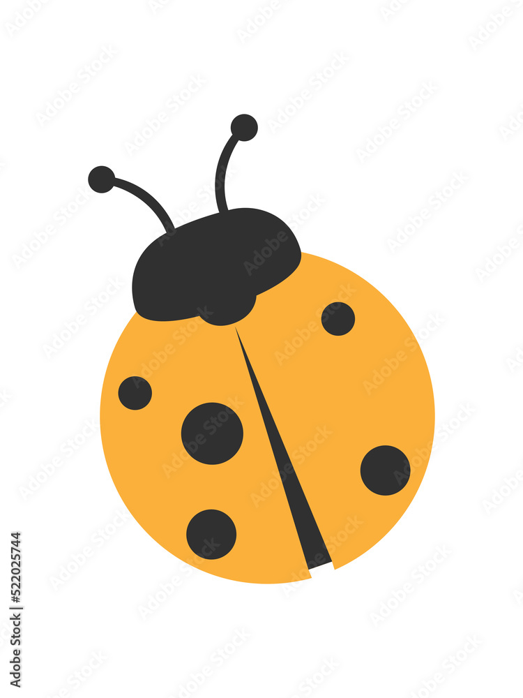 ladybird on a white background ladybird on a white background