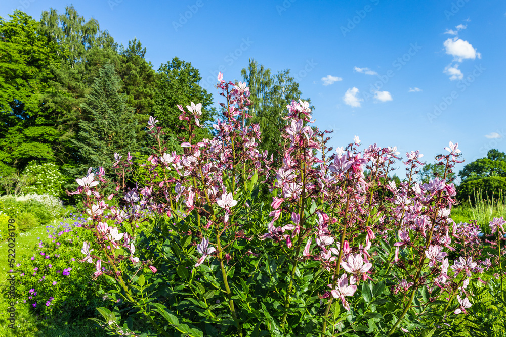Dictamnus Albus flowering plant blooms in the summer garden Dictamnus Albus flowering plant blooms in the summer garden