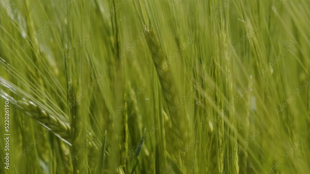 wheatfield with young crops in summer wheatfield with young crops in summer