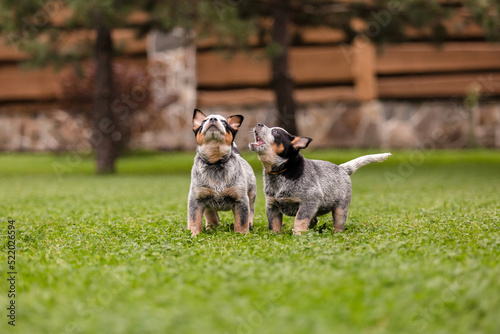 Fototapeta Naklejka Na Ścianę i Meble -  Australian cattle dog puppy outdoor. Blue heeler dog breed. Puppies on the backyard