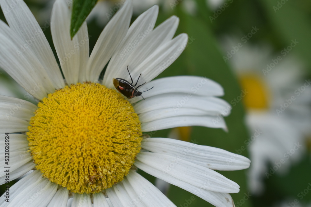 An insect on a daisy, Sainte-Apolline, Québec, Canada An insect on a daisy, Sainte-Apolline, Québec, Canada