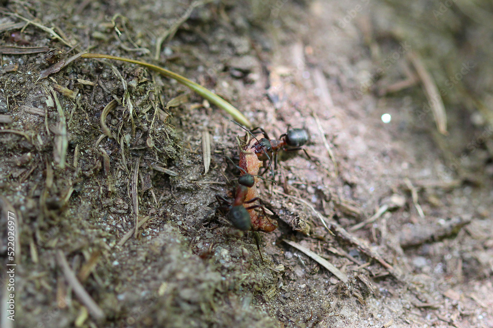 deux formica rufa (fourmis rousse des bois) qui chassent et ramènent une chenille dans leurs fourmilière deux formica rufa (fourmis rousse des bois) qui chassent et ramènent une chenille dans leurs fourmilière