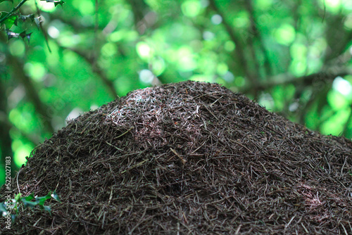 dôme de fourmis rousse des bois (fourmilière de formica rufa) dans une forêt de sapin au feuillage vert photo