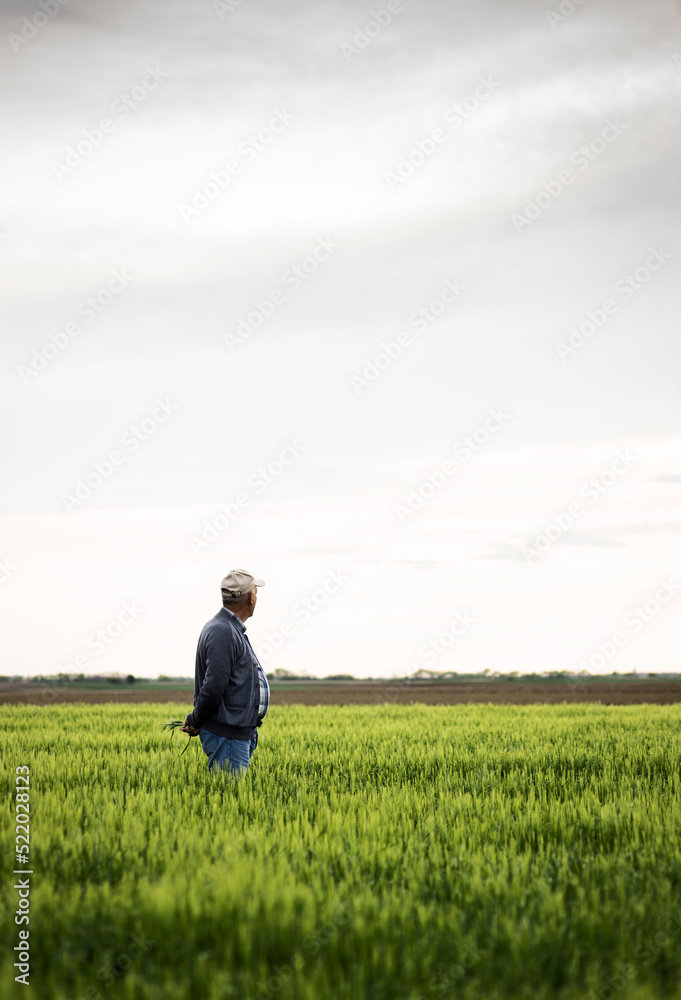 Senior farmer standing in barley field examining crop. Senior farmer standing in barley field examining crop.