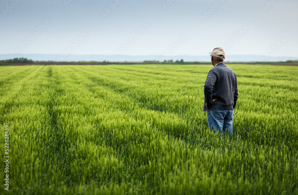 Rear view of senior farmer standing in barley field examining crop.