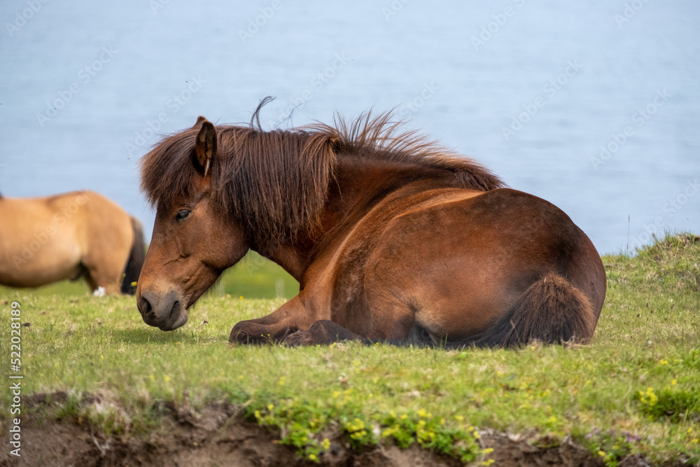 Fototapeta premium Iceland horse