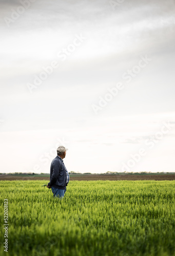 Senior farmer standing in barley field examining crop. © Zoran Zeremski