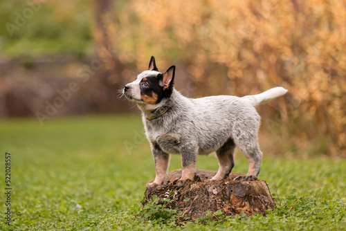 Australian cattle dog puppy outdoor. Blue heeler dog breed. Puppies on the backyard