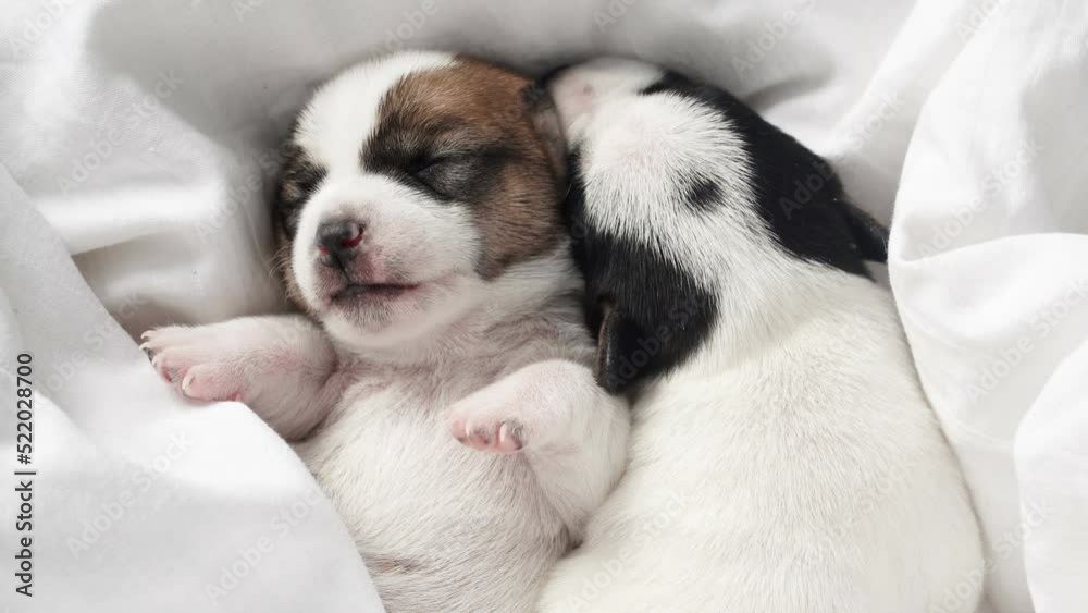 Newborn Puppy Sleeping on knitted plaid Newborn Puppy Sleeping on knitted plaid